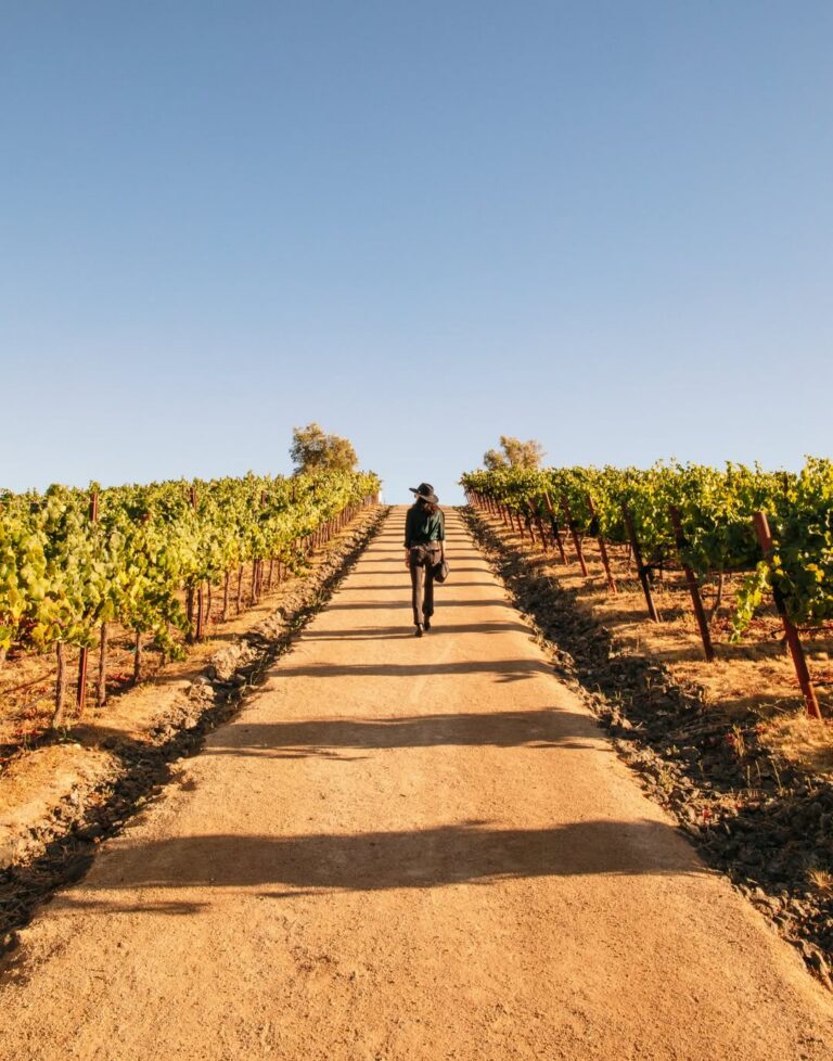 allegretto wines 02 768x978