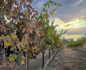 barr estates wines 02